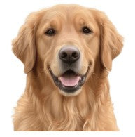 Painted pet portrait