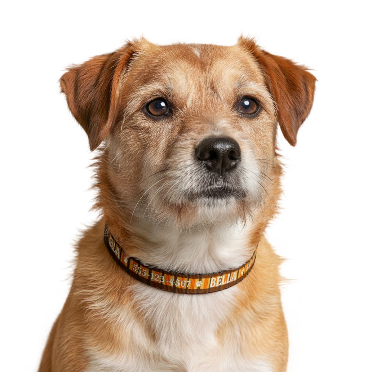 Personalized Fall Dog Collar – Custom Name & Phone Number