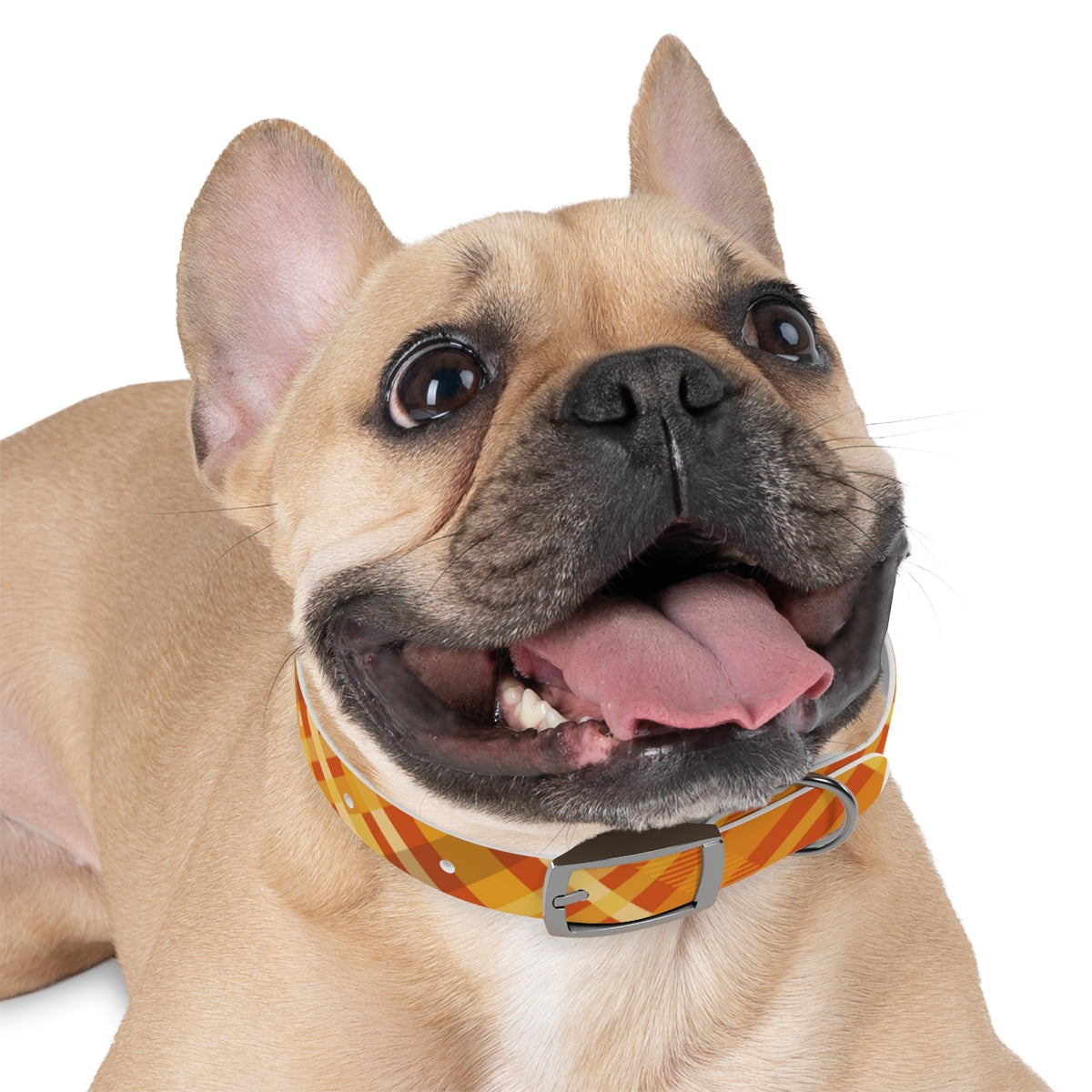 Dog Collar