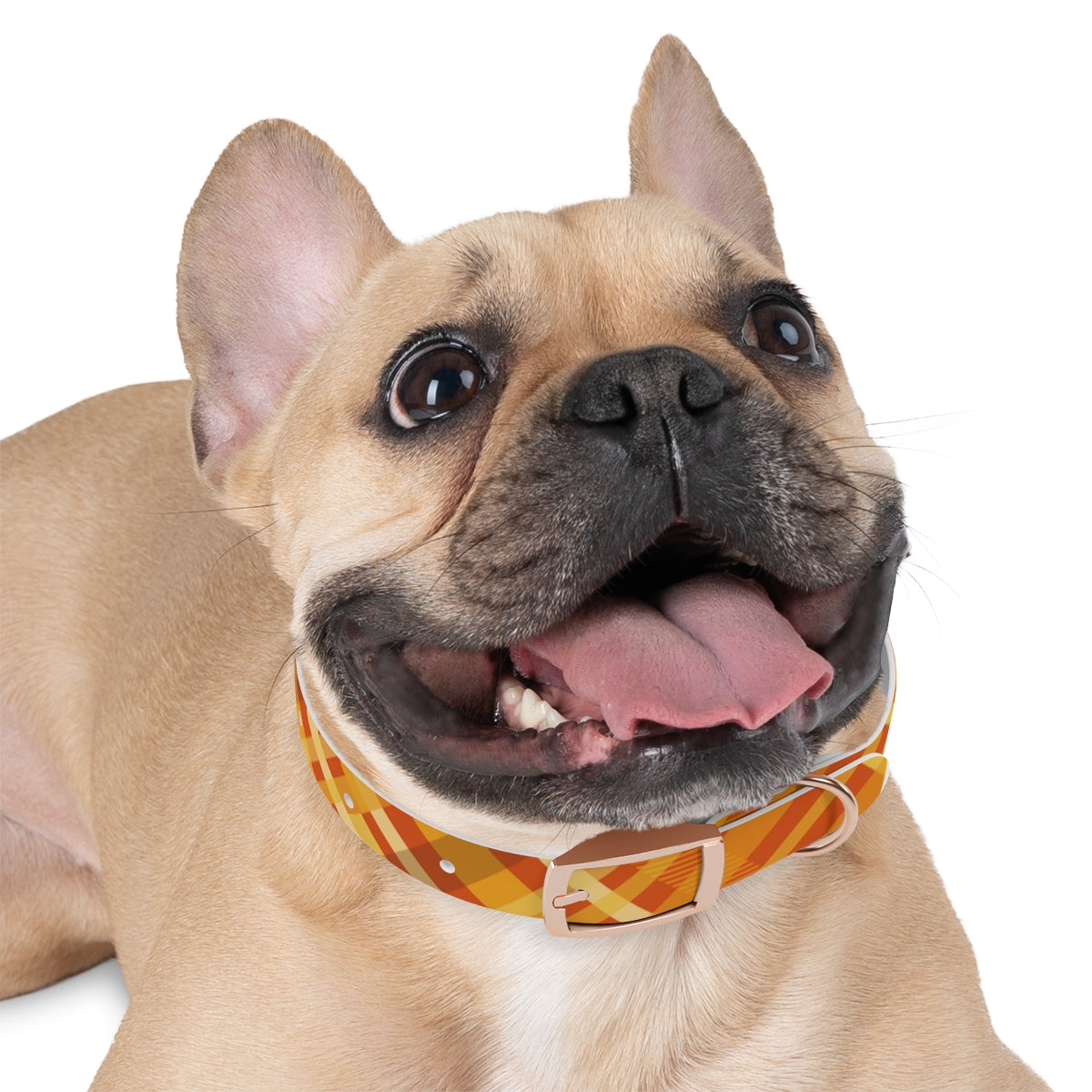 Dog Collar