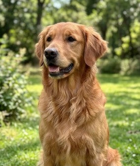 Original golden retriever photo before painted portrait transformation